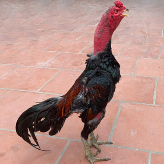 Tía Mật (Tía nhệm) Tía Mật (Tía nhệm)